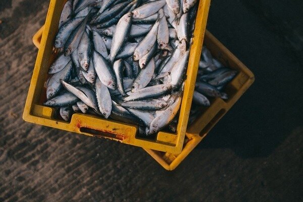 Puteți cumpăra pește fără teamă - a fost prins dimineața (Foto: Pixabay.com)