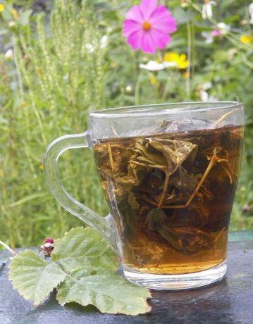 Antipiretice zmeură ceai de plante