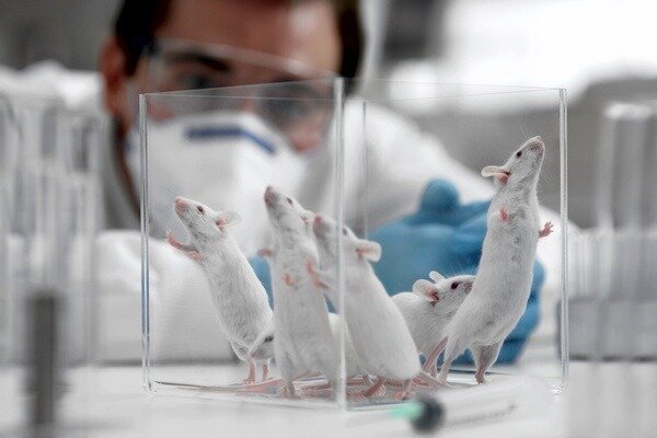 Cercetarea sa dovedit a fi foarte importantă, dar este important să se ia în considerare faptul că structura șobolanilor și a oamenilor este încă diferită (Foto: newsland.com)