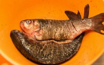 Carp în smântână: regește delicios, doar barbar