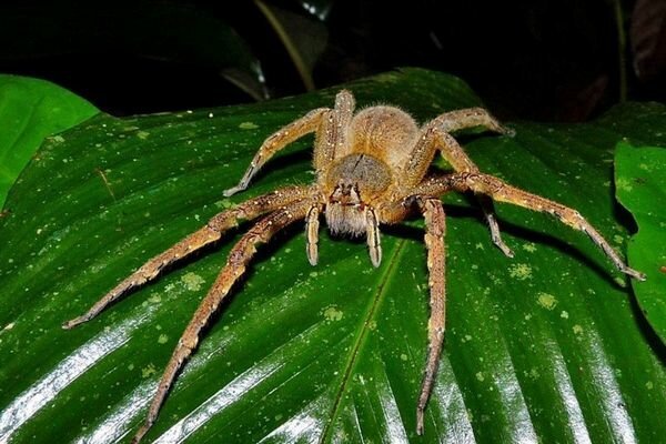 Mușcătura chiar și a păianjenilor mici poate fi periculoasă (Foto: topcafe.su)