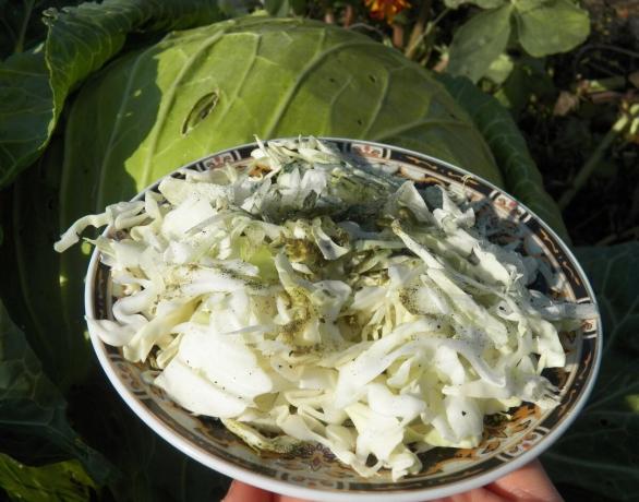 Varza-salata verde Kapustova pentru reintinerire
