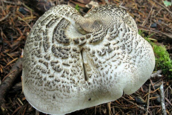 Toxinele din această ciupercă pot provoca moartea (Foto: Pixabay.com)